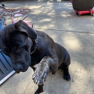 Meet your Posher, Norman